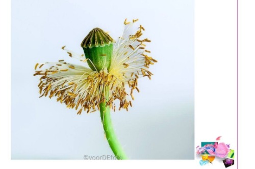 Voor de foto paardenbloem Mirelle ten Voorde